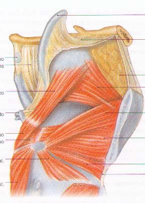 Músculo aritenoideo transverso 30. Músculo cricoaritenoideo lateral 31.
