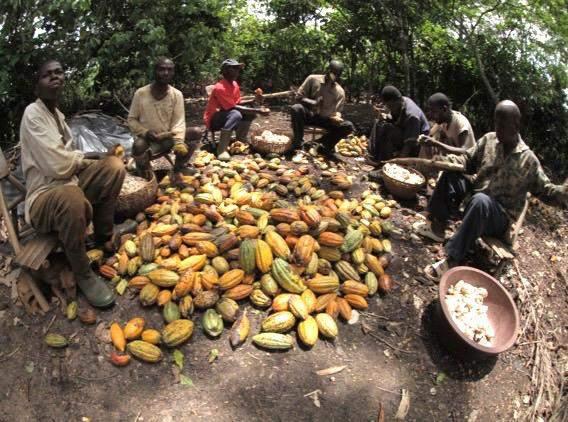 Estrategia de Intervención en la Cadena de Valor de Cacao Capacitación en Buenas Prácticas de uso del suelo y de negocios.