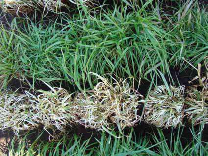 En el sur del país, principal zona productora de trigo, avena, raps y lupino, se han propuesto varias estrategias para controlar ballica resistente a glifosato (herbicida de amplio espectro,