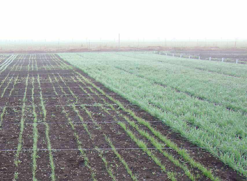 2. Cultivos Clearield El sistema de producción Clearield, propiedad de la empresa BASF, se basa en genes que conieren al cultivo resistencia al Eurolightning, un herbicida de amplio espectro del