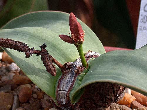 Aquí ves una planta macho de Welwitschia en estado reproductivo.