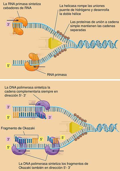 Replicación del DNA Cadena molde