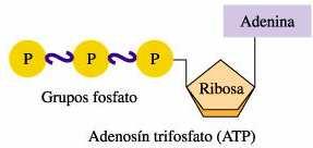 En la síntesis de ADN se utilizan nucleótidos trifosfato Cada nucleótido