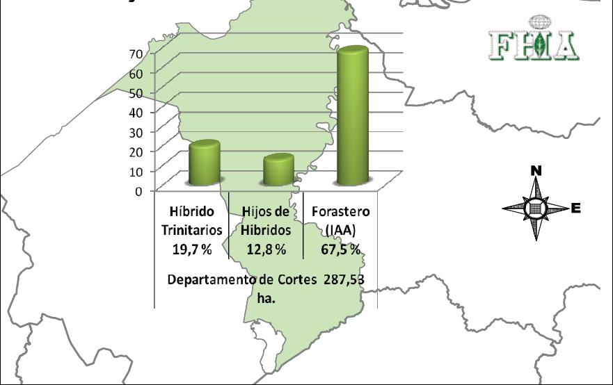 Figura 2. Caracterización de los tipos de cacao en el Departamento de Cortés. FHIA-SECO/Helvetas, 2013. 1.1.b.
