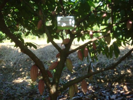 Cuadro 3. Muestra de registro de árboles con características promisoras a los que se les ha dado seguimiento del número de frutos cosechados. Código Árbol Código Prod.