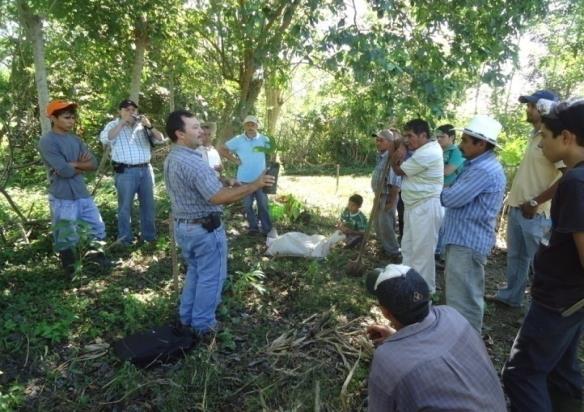 Cuadro 1. Parcelas establecidas y rehabilitadas en comunidades atendidas por el Proyecto de Cacao FHIA-Canadá. Periodo abril, 2010 a diciembre, 2013.