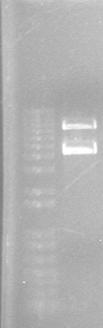 Concentración ng/ml A1 A2. Fig. 1. Miniprep de colonias transformadas E. coli BL21. Fig. 2. Restricción de los plásmido con BamHI. A1 es el plásmido plna2 y A2 es el plásmido pgvr- VS.