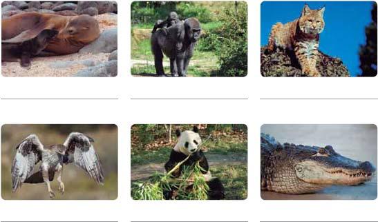 Quadern de Coneixement del medi 7 Pàg. 2 Resposta model: Animals vertebrats: elefant, lluç, àliga, gos, granota, cocodril, lèmur, xai.