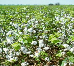 Antibióticos ticos y cultivos transgé En algodón se cultivan entre 60 y 180 mil ha con semillas que reproducen los genes de resistencia a kanamicina y neomicina y también los de resistencia a