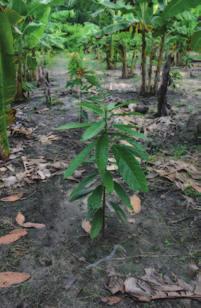 También podrás cosechar la madera de las especies forestales que también se siembran junto al cacao. Así tendrás excelentes ingresos durante mucho tiempo.