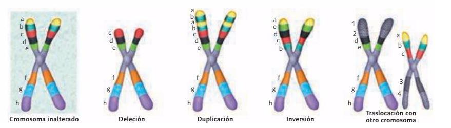 Duplicación: parte de un cromosoma se repite Inversión: Un fragmento cromosómico se encuentra invertido Hipertricosis universal congénita o Síndrome de Ambras: Inversión de un fragmento del cromosoma