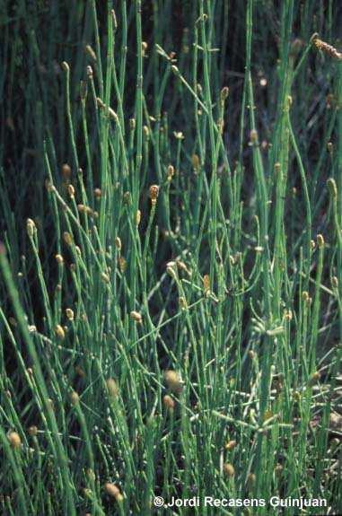 Nombre común: Hierba de la Plata Nombre científico: Equisetum giganteum Familia: Equicetaceae Ciclo de desarrollo: Planta perenne de tallos cilíndricos.