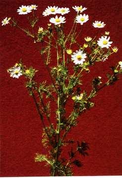 Nombre común: Manzanilla Nombre científico: Matricaria chamomilla Familia: Compositae Ciclo de desarrollo: Planta anual herbácea.
