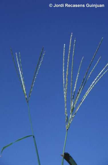 Nombre común: Pata de gallina Nombre científico: Digitaria sanguinalis Familia: Poaceae Ciclo de desarrollo: Planta anual.