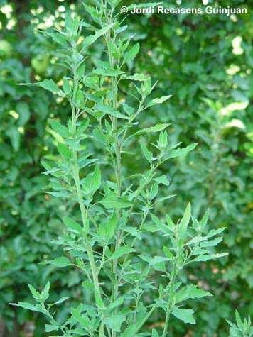 Nombre común: Quinguilla Nombre científico: Chenopodium murale Familia: Chenopodiaceae Ciclo de desarrollo: Planta anual. Se propaga por semilla.