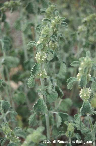 Nombre común: Toronjil cuyano Nombre científico: Marrubium vulgare Familia: Labiatae Ciclo de desarrollo: Planta perenne.