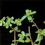 Nombre común: Verdolaga Nombre científico: Portulaca oleracea Familia: Portulacacea Ciclo de desarrollo: Planta anual. Se propaga por semilla.