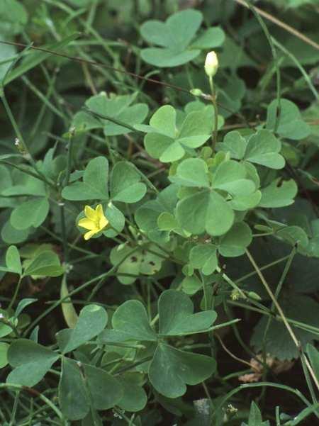 Nombre común: Vinagrillo Nombre científico: Oxalis sp. Familia: Oxalidaceae Ciclo de desarrollo: Planta anual o perenne. Se propaga por semillas y rizomas.
