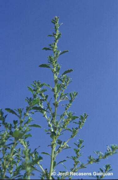 Nombre común: Bledo Nombre científico: Amaranthus deflexus Familia: Amaranthaceae Ciclo de desarrollo: Planta