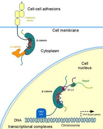 β-catenina Proteína de membrana Funciones
