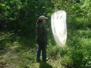 18 2.8.1 La red entomológica o jama. Es uno de los principales instrumentos para la captura de insectos voladores.
