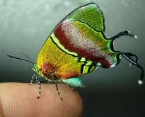 especies de mariposas son lamadas por los cientificos con el nombre común de Joyas Vivientes y fueron