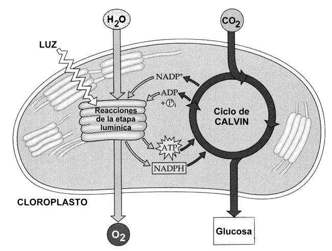 Hecho el depósito que marca la ley 11.723. Prohibida su reproducción total y parcial. 11 El carbono fijado durante el Ciclo de Calvin se utiliza para sintetizar glucosa.