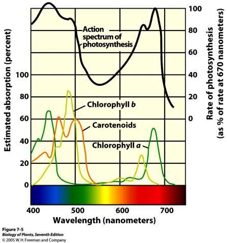 Fotosíntesis: Luz-Pigmentos Las membranas tilacoidales tienen varios tipos de pigmentos.