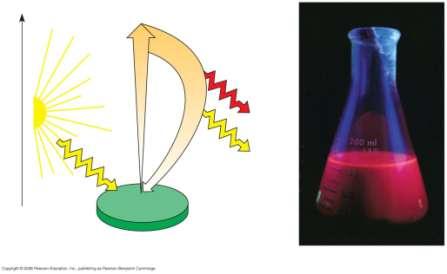 Energy of electron Fotosíntesis: Luz-Pigmentos Si un pigmento absorbe luz pueden ocurrir una de estas tres cosas: Excited state Heat La energía se disipa como calor.