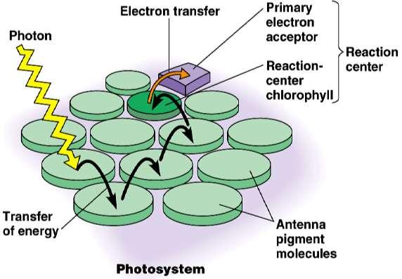 Fotosíntesis: Fotosistemas Los pigmentos accesorios actúan como antena, conduciendo la energía que absorben hacia el centro de reacción.