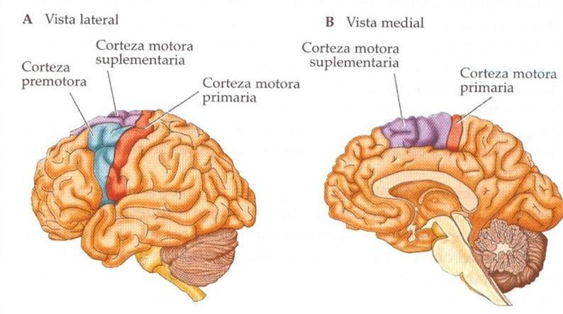 Bases Neurofisiológicas