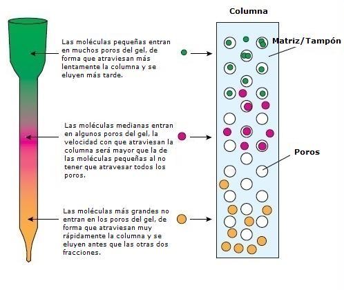 El relleno con la matriz de la columna de cromatografía se conoce como "paquete". La matriz empaquetada se llama la "lecho" y el volumen que ocupa se denomina el "volumen de lecho".