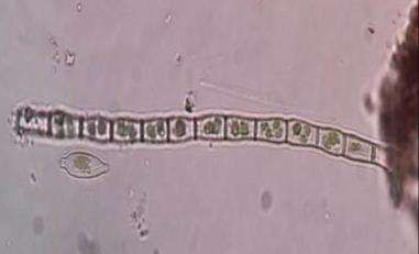 Chromalveolata estancadas y charcos Filo : Heterokontophyta con índices de desecación y poco