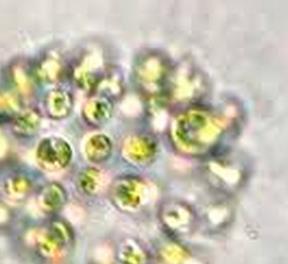 Microcystis sp Reino: Bacteria Sub Reino: Eubacteria Filo: Cyanobacteria Clase: Cyanophyceae Orden: