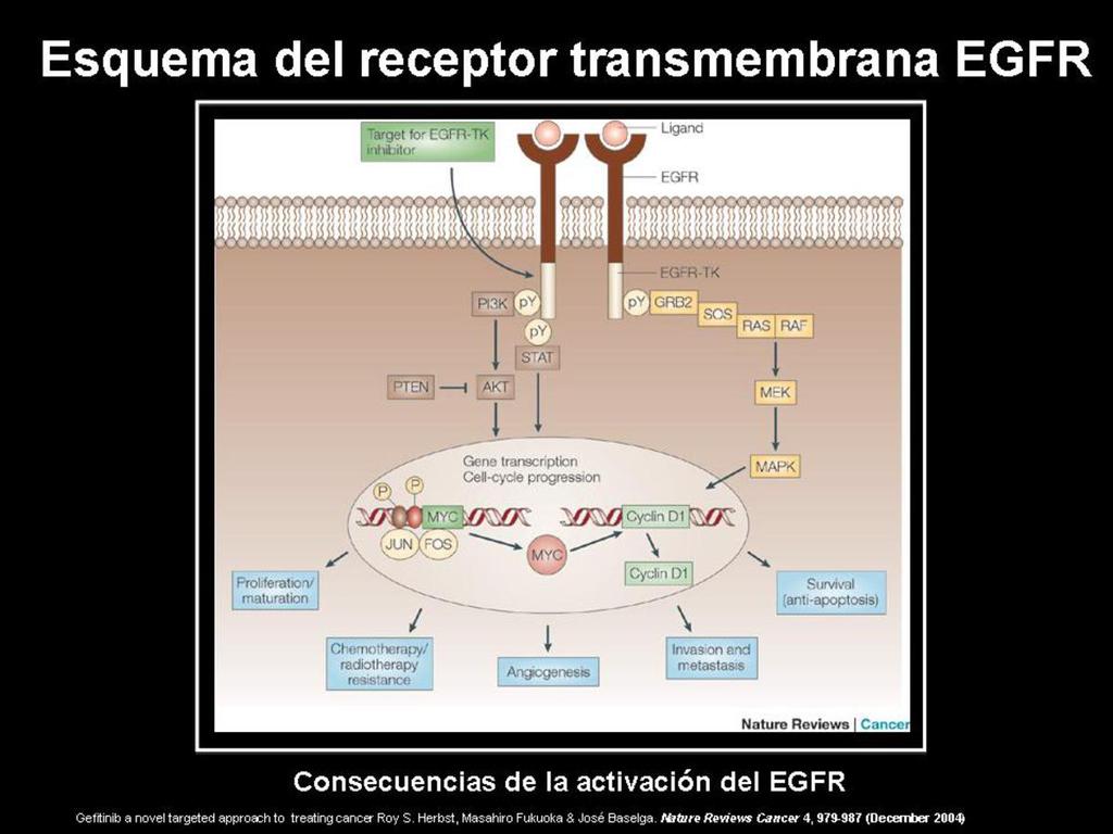 Fig. 2: Esquema del receptor EGF y de las