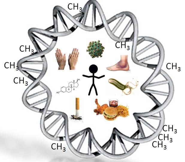 Figura 2. Factores endógenos y exógenos que promueven la metilación del ADN.