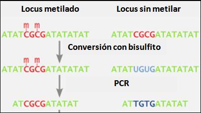 metilación de dinucleótidos CpG únicos son capaces de reducir significativamente la expresión de otros genes como PMP24, IL6, y ZAP-70
