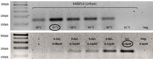 Figura 7. Pruebas para la estandarización de la PCR para amplificar la región promotora del gen RASSF1A.