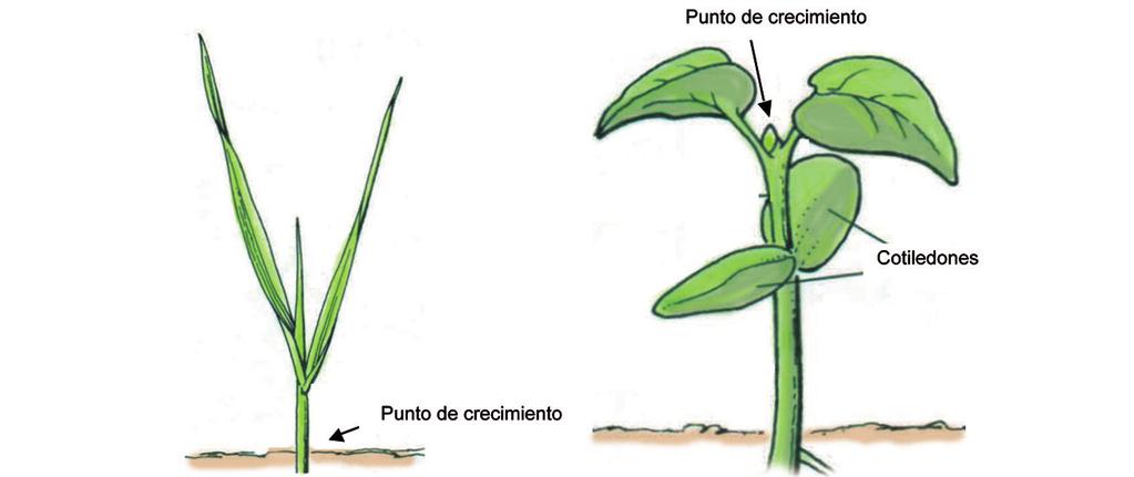 Figura 7.6. Tipo de plantas anuales de hoja angosta (izquierda) y hoja ancha (derecha) con sus respectivos puntos de crecimiento.