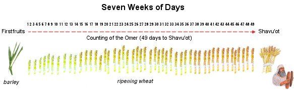 El Omer y La Fiesta de Pentecostés ( Shavuot ) También celebrarás la fiesta de las semanas, la de las primicias de la siega del trigo.