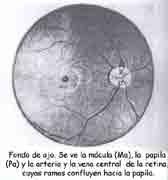 El otro detalle del fondo de la retina es el disco del nervio óptico, también llamado papila, de forma circular con un diámetro de 1.