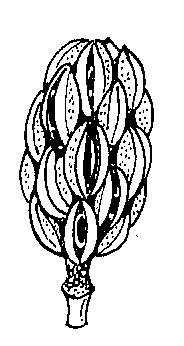 A C D Lám. 14. Frutos secos y dehiscentes. A. Folículo de Delphinum consolida (De Strasburger et al. 1974. f. 678).. Plurifolículo de Helleborus foetidus, en cuya base el cáliz constituve una induvia.