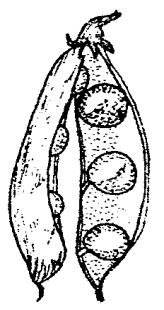 . Fruto pluricarpelar, dialicarpelar (Conocarpo de Fragaria sp., los carpelos (c) se ubican sobre el tálamo floral (t), cóncavo (de Strasburger et al, 1974. f. 694). C.