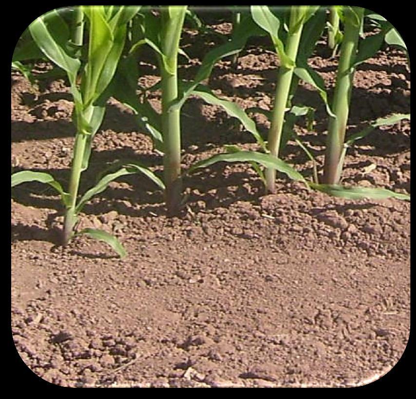 FERTILIDAD Es la capacidad natural de un suelo para suministrar los nutrientes necesarios para el crecimiento y