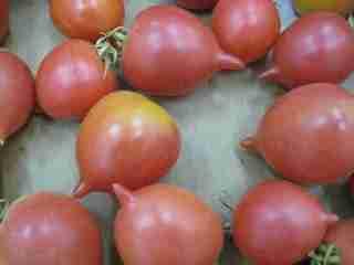 Per amanir i conserva TOMATA PLANA DE PENJAR Tomata de color
