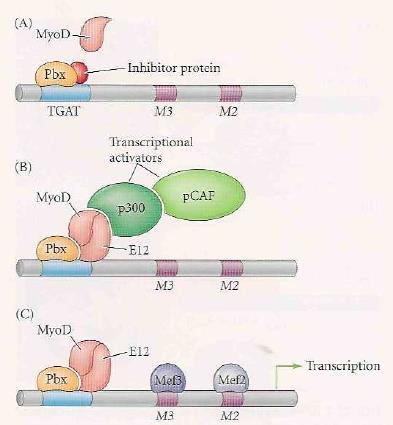 Concepto de Factores de transcripción pioneros Fundamental para iniciar la diferenciación muscular!