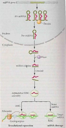 - En Drosophila la proteína Smaug (proteína inhibitoria) se une al 3 UTR de ARNm de nanos e impide su traducción hasta