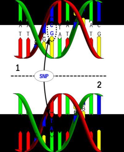 Factores genéticos ligados a calidad Genes & marcadores moleculares: Gen receptor de la ryanodina (Gen halotano): Razas muy magras e incidencia