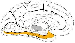 14 La vía ventral Está representada desde la corteza visual primaria y secundaria hacia corteza temporal inferior.