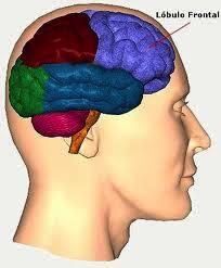 7 MODELO NEUROBIOLOGICO Lóbulo frontal Los lóbulos frontales se encuentran conectados recíprocamente con las cortezas temporales, parietales y occipitales, de las que reciben información auditiva,